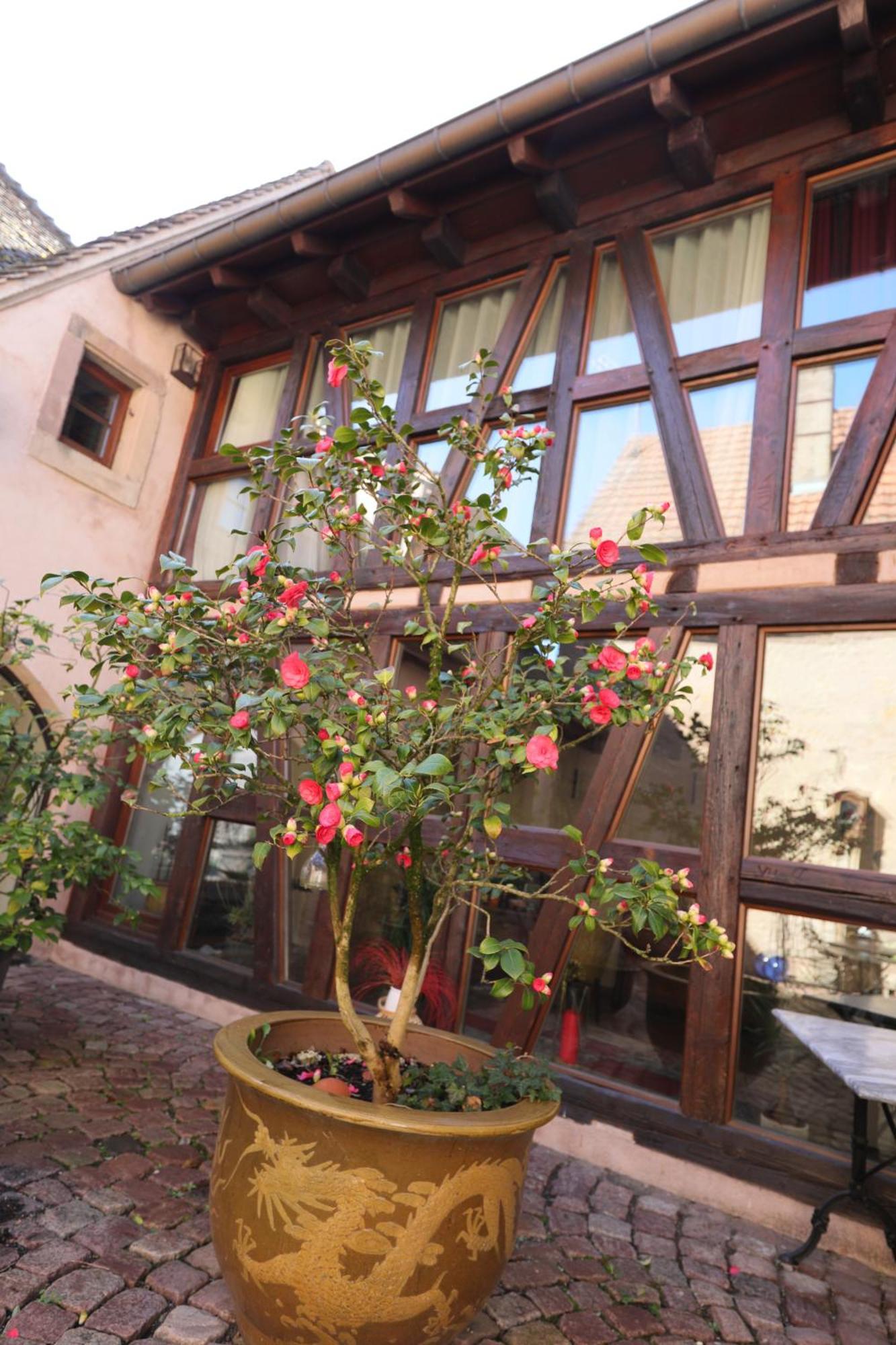 Bed and Breakfast LA TOUR des fées Mittelbergheim Esterno foto
